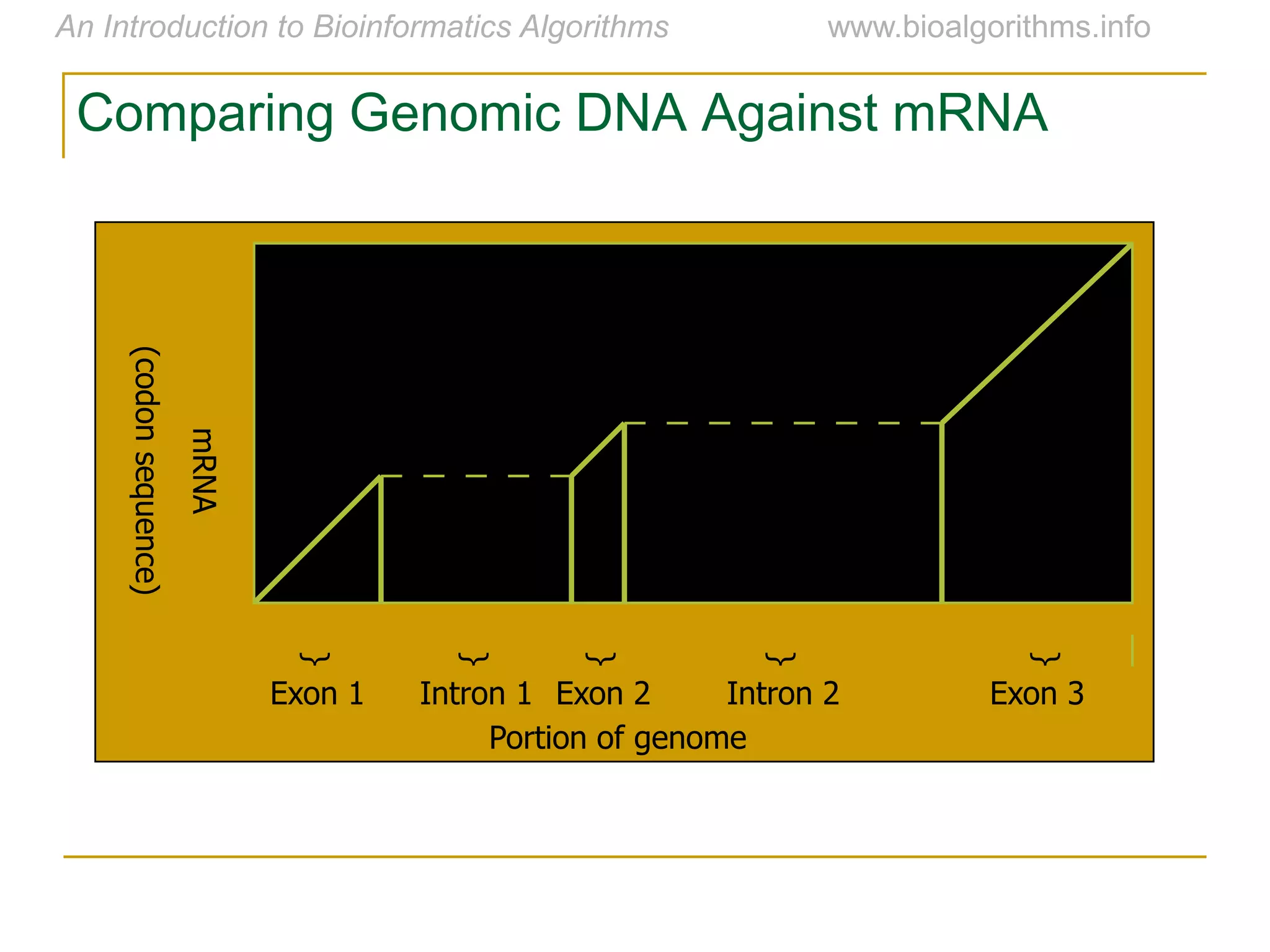 Portion of genome
mRNA
(codonsequence)
Exon 3Exon 1 Exon 2
{
{
{
Intron 1 Intron 2
{
{
Comparing Genomic DNA Against mRNA
 