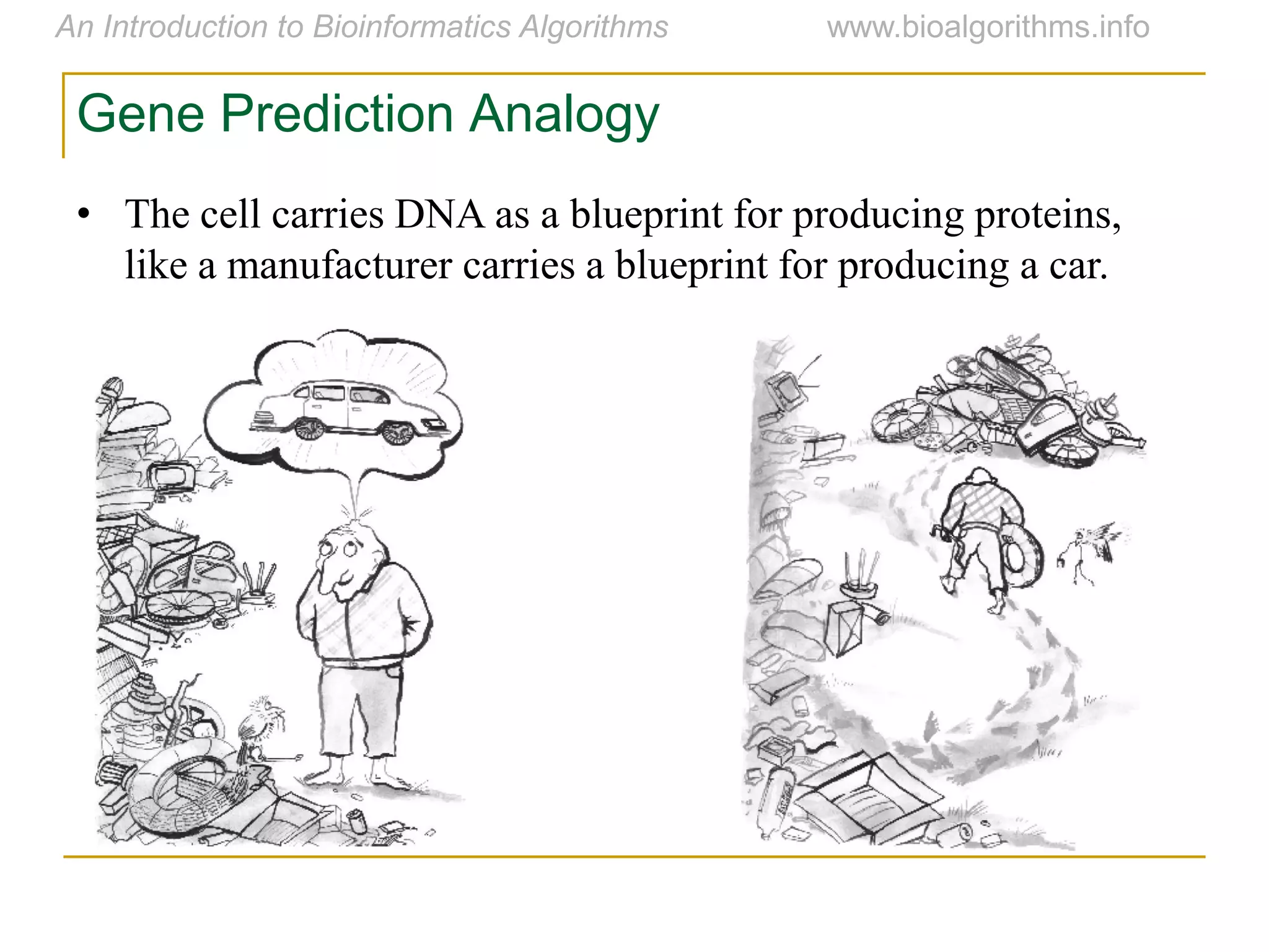 • The cell carries DNA as a blueprint for producing proteins,
like a manufacturer carries a blueprint for producing a car.
Gene Prediction Analogy
 