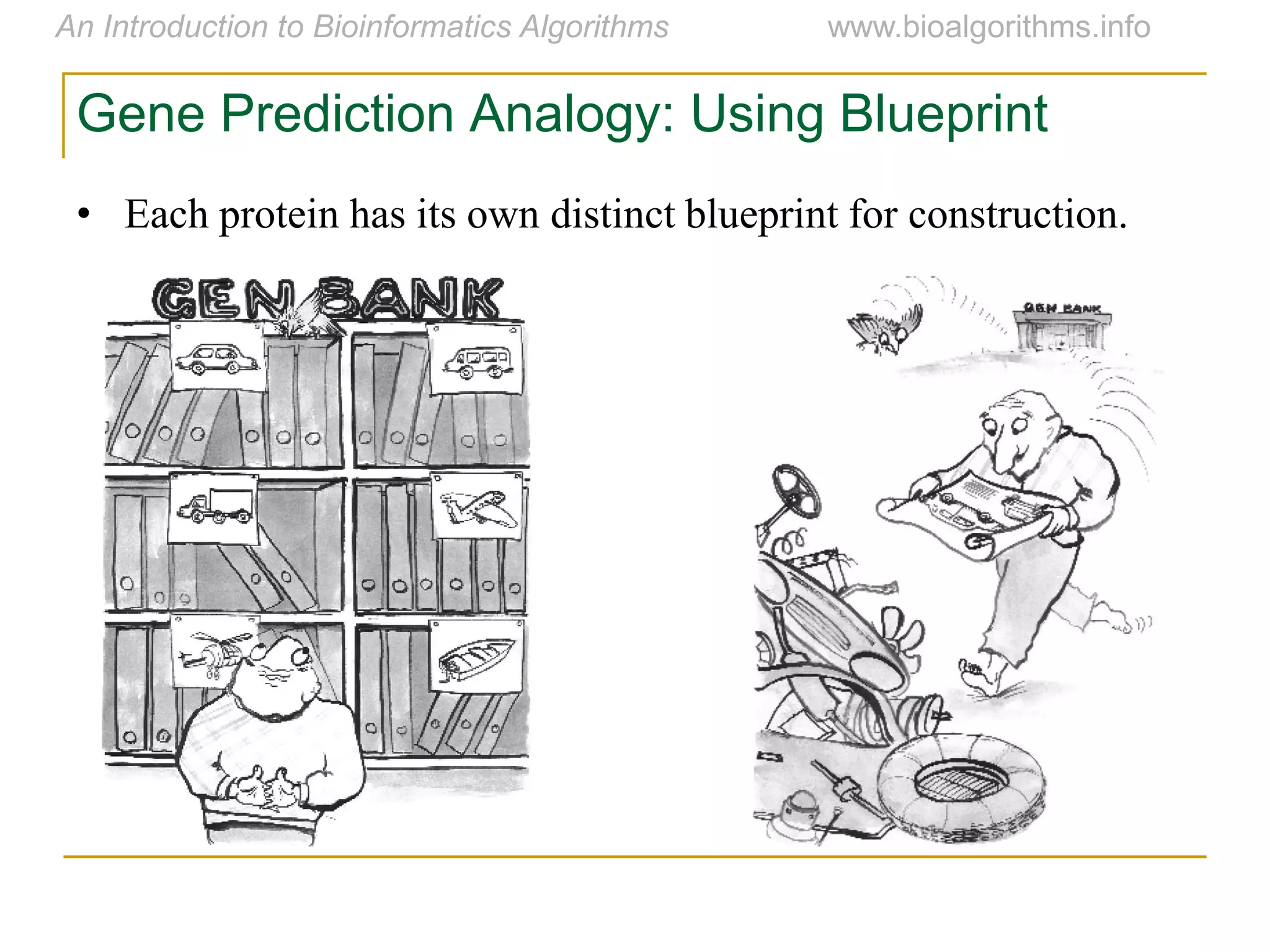 Gene Prediction Analogy: Using Blueprint
• Each protein has its own distinct blueprint for construction.
 