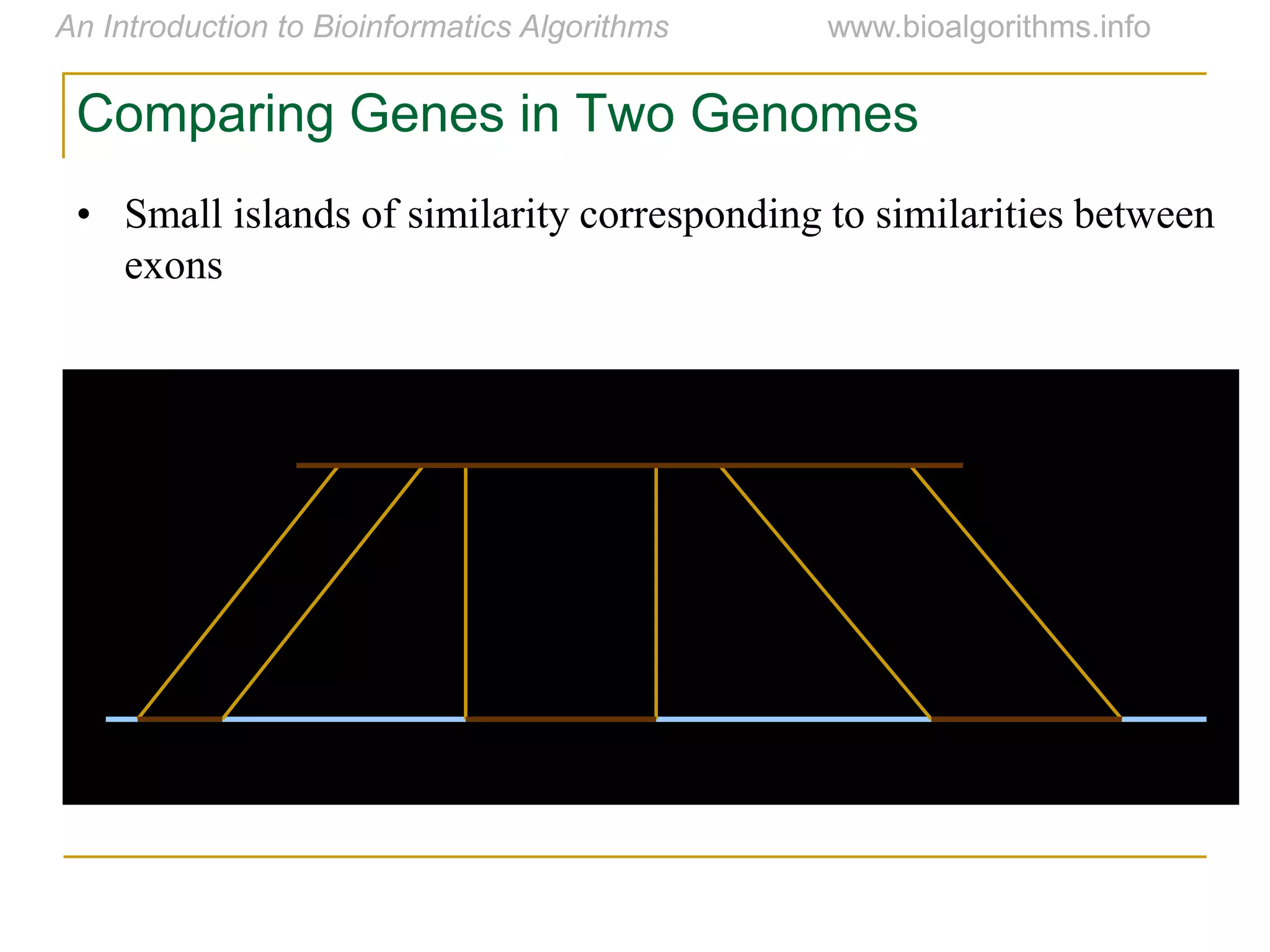 • Small islands of similarity corresponding to similarities between
exons
Comparing Genes in Two Genomes
 