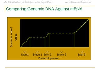 Portion of genome
mRNA
(codonsequence)
Exon 3Exon 1 Exon 2
{
{
{
Intron 1 Intron 2
{
{
Comparing Genomic DNA Against mRNA
 