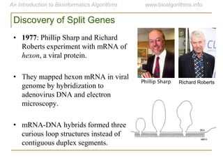 Discovery of Split Genes
• 1977: Phillip Sharp and Richard
Roberts experiment with mRNA of
hexon, a viral protein.
• They mapped hexon mRNA in viral
genome by hybridization to
adenovirus DNA and electron
microscopy.
• mRNA-DNA hybrids formed three
curious loop structures instead of
contiguous duplex segments.
Phillip Sharp Richard Roberts
 