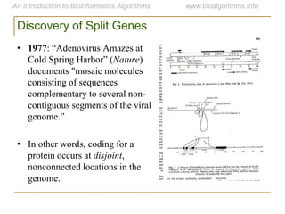 Discovery of Split Genes
• 1977: “Adenovirus Amazes at
Cold Spring Harbor” (Nature)
documents "mosaic molecules
consisting of sequences
complementary to several non-
contiguous segments of the viral
genome.”
• In other words, coding for a
protein occurs at disjoint,
nonconnected locations in the
genome.
 