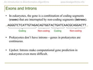 Exons and Introns
• In eukaryotes, the gene is a combination of coding segments
(exons) that are interrupted by non-coding segments (introns).
• Prokaryotes don‟t have introns—genes in prokaryotes are
continuous.
• Upshot: Introns make computational gene prediction in
eukaryotes even more difficult.
…AGGGTCTCATTGTAGACAGTGGTACTGATCAACGCAGGACTT…
Coding Non-coding Coding Non-coding
 