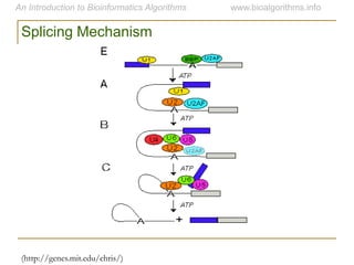 (http://genes.mit.edu/chris/)
Splicing Mechanism
 