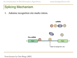 From lectures by Chris Burge (MIT)
Splicing Mechanism
1. Adenine recognition site marks intron.
 