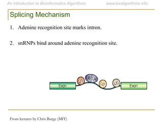 Splicing Mechanism
From lectures by Chris Burge (MIT)
1. Adenine recognition site marks intron.
2. snRNPs bind around adenine recognition site.
 