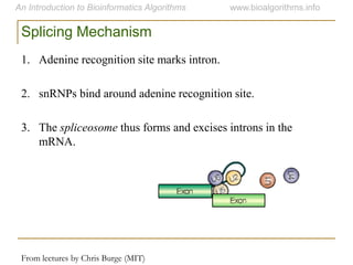 Splicing Mechanism
From lectures by Chris Burge (MIT)
1. Adenine recognition site marks intron.
2. snRNPs bind around adenine recognition site.
3. The spliceosome thus forms and excises introns in the
mRNA.
 