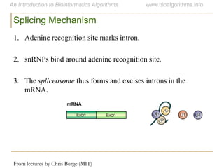 Splicing Mechanism
From lectures by Chris Burge (MIT)
1. Adenine recognition site marks intron.
2. snRNPs bind around adenine recognition site.
3. The spliceosome thus forms and excises introns in the
mRNA.
 