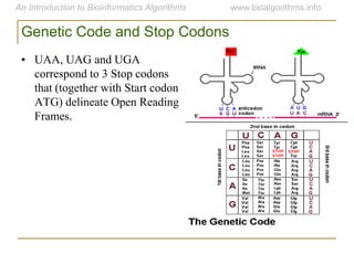 Genetic Code and Stop Codons
• UAA, UAG and UGA
correspond to 3 Stop codons
that (together with Start codon
ATG) delineate Open Reading
Frames.
 