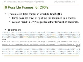 GACGTCTGCTTTGGAGAACTACATCAACCGGACTGTGGCTGTTATTACTTCTGATGGCAGAATGATTGTG
CTGCAGACGAAACCTCTTGATGTAGTTGGCCTGACACCGACAATAATGAAGACTACCGTCTTACTAACAC
GACGTCTGCTTTGGAGAACTACATCAACCGGACTGTGGCTGTTATTACTTCTGATGGCAGAATGATTGTG
GACGTCTGCTTTGGAGAACTACATCAACCGGACTGTGGCTGTTATTACTTCTGATGGCAGAATGATTGTG
GACGTCTGCTTTGGAGAACTACATCAACCGGACTGTGGCTGTTATTACTTCTGATGGCAGAATGATTGTG
CTGCAGACGAAACCTCTTGATGTAGTTGGCCTGACACCGACAATAATGAAGACTACCGTCTTACTAACAC
CTGCAGACGAAACCTCTTGATGTAGTTGGCCTGACACCGACAATAATGAAGACTACCGTCTTACTAACAC
CTGCAGACGAAACCTCTTGATGTAGTTGGCCTGACACCGACAATAATGAAGACTACCGTCTTACTAACAC
6 Possible Frames for ORFs
• There are six total frames in which to find ORFs:
• Three possible ways of splitting the sequence into codons.
• We can “read” a DNA sequence either forward or backward.
• Illustration:
 