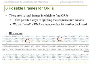 GACGTCTGCTTTGGAGAACTACATCAACCGGACTGTGGCTGTTATTACTTCTGATGGCAGAATGATTGTG
CTGCAGACGAAACCTCTTGATGTAGTTGGCCTGACACCGACAATAATGAAGACTACCGTCTTACTAACAC
GACGTCTGCTTTGGAGAACTACATCAACCGGACTGTGGCTGTTATTACTTCTGATGGCAGAATGATTGTG
GACGTCTGCTTTGGAGAACTACATCAACCGGACTGTGGCTGTTATTACTTCTGATGGCAGAATGATTGTG
GACGTCTGCTTTGGAGAACTACATCAACCGGACTGTGGCTGTTATTACTTCTGATGGCAGAATGATTGTG
CTGCAGACGAAACCTCTTGATGTAGTTGGCCTGACACCGACAATAATGAAGACTACCGTCTTACTAACAC
CTGCAGACGAAACCTCTTGATGTAGTTGGCCTGACACCGACAATAATGAAGACTACCGTCTTACTAACAC
CTGCAGACGAAACCTCTTGATGTAGTTGGCCTGACACCGACAATAATGAAGACTACCGTCTTACTAACAC
6 Possible Frames for ORFs
• There are six total frames in which to find ORFs:
• Three possible ways of splitting the sequence into codons.
• We can “read” a DNA sequence either forward or backward.
• Illustration:
 