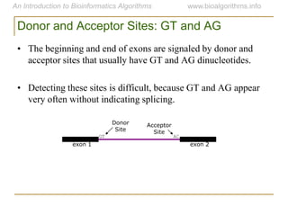 exon 1 exon 2
GT AC
Acceptor
Site
Donor
Site
Donor and Acceptor Sites: GT and AG
• The beginning and end of exons are signaled by donor and
acceptor sites that usually have GT and AG dinucleotides.
• Detecting these sites is difficult, because GT and AG appear
very often without indicating splicing.
 