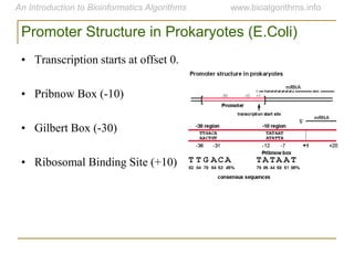 Promoter Structure in Prokaryotes (E.Coli)
• Transcription starts at offset 0.
• Pribnow Box (-10)
• Gilbert Box (-30)
• Ribosomal Binding Site (+10)
 