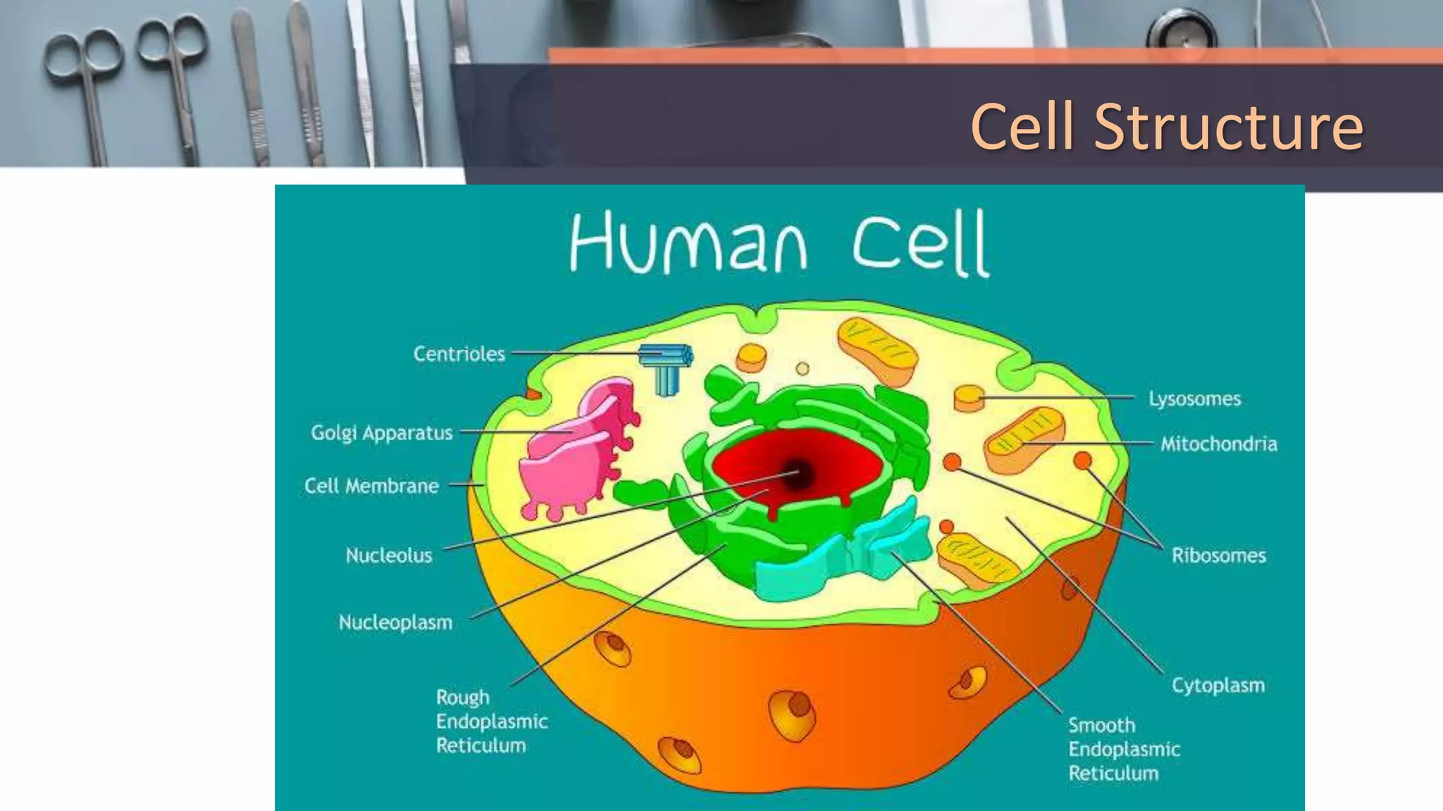 Cell Structure
 