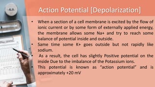 Action Potential [Depolarization]
• When a section of a cell membrane is excited by the flow of
ionic current or by some form of externally applied energy,
the membrane allows some Na+ and try to reach some
balance of potential inside and outside.
• Same time some K+ goes outside but not rapidly like
sodium.
• As a result, the cell has slightly Positive potential on the
inside Due to the imbalance of the Potassium ions.
• This potential is known as “action potential” and is
approximately +20 mV
 
