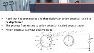 • A cell that has been excited and that displays an action potential is said to
be depolarized
• The process from resting to action potential is called depolarization.
• Action potential is always positive inside.
 