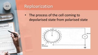 Reploarization
• The process of the cell coming to
depolarised state from polarised state
 