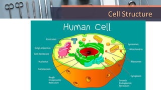 Cell Structure
 