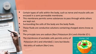 • Certain types of cells within the body, such as nerve and muscle cells are
encased in a semi permeable membrane.
• This membrane permits some substances to pass through while others
are kept out.
• Surrounding the cells of the body are the body fluids.
• These fluids are conductive solutions containing charged atoms know as
ions.
• The principle ions are sodium (Na+) Potassium (K+) and chloride (Cl-).
• The membrane of excitable cells permits entry of
Potassium (K+) and chloride(C-) ions but blocks
the entry of sodium (Na+) ions.
 