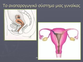 Το αναπαραγωγικό σύστημα μιας γυναίκας 