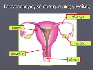 Το αναπαραγωγικό σύστημα μιας γυναίκας ωοθήκη σάλπιγγα κόλπος μήτρα τράχηλος 