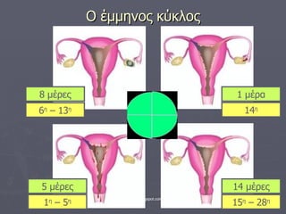 Ο έμμηνος κύκλος 6 η  – 13 η 14 η 15 η  – 28 η 1 η  – 5 η 8 μέρες 1 μέρα 14 μέρες 5 μέρες 