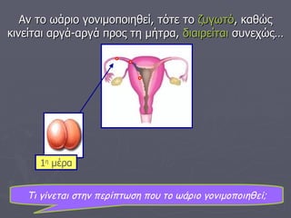 Τι γίνεται στην περίπτωση που το ωάριο γονιμοποιηθεί; Αν το ωάριο γονιμοποιηθεί, τότε το  ζυγωτό , καθώς κινείται αργά-αργά προς τη μήτρα,  διαιρείται  συνεχώς… 1 η  μέρα 