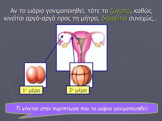 Τι γίνεται στην περίπτωση που το ωάριο γονιμοποιηθεί; Αν το ωάριο γονιμοποιηθεί, τότε το  ζυγωτό , καθώς κινείται αργά-αργά προς τη μήτρα,  διαιρείται  συνεχώς… 1 η  μέρα 2 η  μέρα 