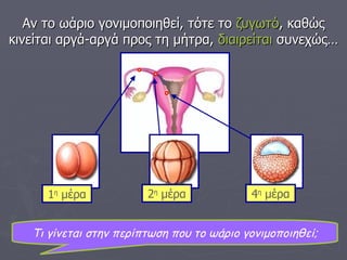 Τι γίνεται στην περίπτωση που το ωάριο γονιμοποιηθεί; Αν το ωάριο γονιμοποιηθεί, τότε το  ζυγωτό , καθώς κινείται αργά-αργά προς τη μήτρα,  διαιρείται  συνεχώς… 1 η  μέρα 2 η  μέρα 4 η  μέρα 
