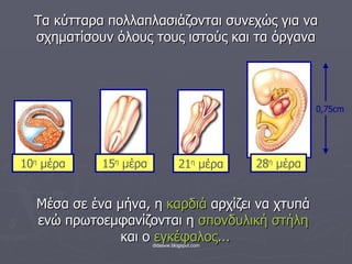 Τα κύτταρα πολλαπλασιάζονται συνεχώς για να σχηματίσουν όλους τους ιστούς και τα όργανα Μέσα σε ένα μήνα, η  καρδιά  αρχίζει να χτυπά  ενώ πρωτοεμφανίζονται η  σπονδυλική στήλη   και ο  εγκέφαλος... 28 η  μέρα 2 1 η  μέρα 1 0 η  μέρα 1 5 η  μέρα 0,75 cm 