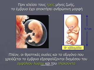 Πριν κλείσει τους  τρεις  μήνες ζωής,  το έμβρυο έχει αποκτήσει ανθρώπινη μορφή Πλέον, οι θρεπτικές ουσίες και το οξυγόνο που χρειάζεται το έμβρυο εξασφαλίζονται διαμέσου του  ομφάλιου λώρου  και του  πλακούντα 8 η  εβδομάδα 5-7  cm 