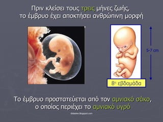 Πριν κλείσει τους  τρεις  μήνες ζωής,  το έμβρυο έχει αποκτήσει ανθρώπινη μορφή Το έμβρυο προστατεύεται από τον  αμνιακό σάκο , ο οποίος περιέχει το  αμνιακό υγρό 8 η  εβδομάδα 5-7  cm 