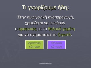 Τι γνωρίζουμε ήδη; Στην αμφιγονική αναπαραγωγή, χρειάζεται να ενωθ o ύν  ο  αρσενικός  με το  θηλυκό γαμέτη για να σχηματιστεί το  ζυγωτό : Αρσενικό κύτταρο Θηλυκό κύτταρο 