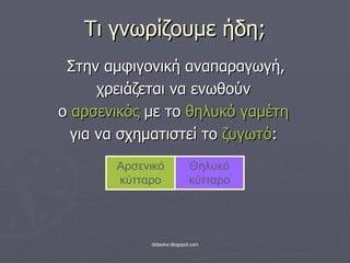 Τι γνωρίζουμε ήδη; Στην αμφιγονική αναπαραγωγή, χρειάζεται να ενωθ o ύν  ο  αρσενικός  με το  θηλυκό γαμέτη για να σχηματιστεί το  ζυγωτό : Αρσενικό κύτταρο Θηλυκό κύτταρο 