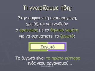 Τι γνωρίζουμε ήδη; Στην αμφιγονική αναπαραγωγή, χρειάζεται να ενωθ o ύν  ο  αρσενικός  με το  θηλυκό γαμέτη για να σχηματιστεί το  ζυγωτό : Το ζυγωτό είναι  το πρώτο κύτταρο  ενός νέου οργανισμού… Αρσενικό κύτταρο Θηλυκό κύτταρο Ζυγωτό 