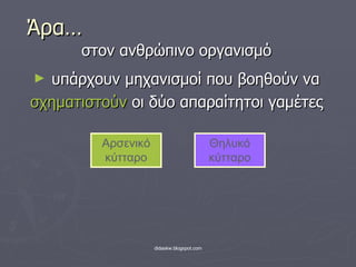 Άρα… στον ανθρώπινο οργανισμό  υπάρχουν μηχανισμοί που βοηθούν να σχηματιστούν  οι δύο απαραίτητοι γαμέτες Αρσενικό κύτταρο Θηλυκό κύτταρο 