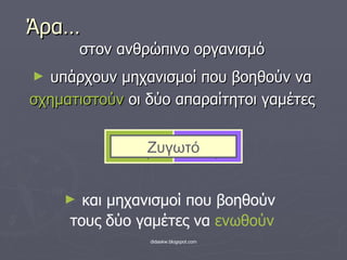 Άρα… στον ανθρώπινο οργανισμό  υπάρχουν μηχανισμοί που βοηθούν να σχηματιστούν  οι δύο απαραίτητοι γαμέτες Αρσενικό κύτταρο Θηλυκό κύτταρο Ζυγωτό και μηχανισμοί που βοηθούν  τους δύο γαμέτες να  ενωθούν 