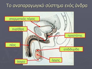 Το αναπαραγωγικό σύστημα ενός άνδρα προστάτης επιδιδυμίδα όρχης όσχεο πέος ουρήθρα σπερματικός πόρος 