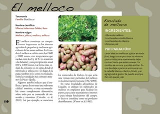 El melloco
Taxonomía
Familia: Baseláceas

Nombre científico:
Ullucus tuberosus Caldas, Sem.

INGREDIENTES:

Nombre vulgar:
Melloco, olluco, mellucu, millucu

2 libras de melloco
2 cucharadas cebolla blanca
2 cucharadas de cilantro
2 limones, sal

E

16

l melloco constituye un componente importante en los sistemas
agrícolas de pequeños y medianos agricultores de las zonas andinas. En Ecuador el melloco se cultiva entre los 2.600
y 3.800 msnm, con temperaturas que
oscilan entre los 8 y 14 °C (es resistente
a las heladas) y una precipitación anual
600 a 1.000 msnm. La forma más común de consumo es en sopas donde el
tubérculo se utiliza con o en lugar de la
papa; también se lo come en ensaladas.
Entre las variedades más comunes tenemos la Puca y Quilla.
Algunos autores indican que el melloco, a pesar de no tener una relevante
calidad nutritiva, es muy recomendable como complemento alimenticio,
sobre todo por su contenido de minerales y vitaminas. (Caicedo et al.
2010). Así por ejemplo, se menciona

Ensalada
de melloco

PREPARACIÓN:

los contenidos de fósforo, lo que sería
una ventaja muy particular del melloco
en la alimentación humana (FAO 2008).
En varias localidades altoandinas de
Ecuador, se utilizan los tubérculos de
melloco en emplastos para facilitar los
partos, para curar traumatismos internos
y para rebajar hinchazones del cuerpo,
es decir se considera como un producto
desinflamante. (Vimos et al. 1993).

Lavar bien los mellocos y picar en rodajitas, luego cocer por unos 10 minutos
y escurrirlos para nuevamente dejar
cocinar hasta que estén suaves. Ya
cocidos se escurre y se deja enfriar. En
una bandeja a parte se entrevera con
la cebolla blanca, cilantro, limón y se
agrega sal al gusto. Se puede acompañar con queso y ají.

 