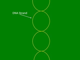 DNA Strand
 