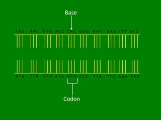 Base

TAC   GAC   CGC AGC CAC GGG   AAT   AAG TTT ATC




ATG   CTG   GCG ATG GTG CCC   TTA   TTC AAA TAG




                  Codon
 