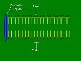 Promoter          Base
   Region

TAC   GAC   CGC AGC CAC GGG   AAT   AAG TTT ATC




ATG   CTG   GCG ATG GTG CCC   TTA   TTC AAA TAG




                  Codon
 