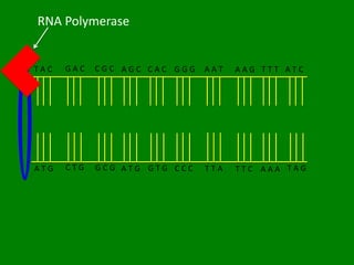 RNA Polymerase


TAC   GAC   CGC AGC CAC GGG   AAT   AAG TTT ATC




ATG   CTG   GCG ATG GTG CCC   TTA   TTC AAA TAG
 
