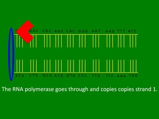 TAC   GAC   CGC AGC CAC GGG   AAT   AAG TTT ATC




     ATG   CTG   GCG ATG GTG CCC   TTA   TTC AAA TAG


The RNA polymerase goes through and copies copies strand 1.
 