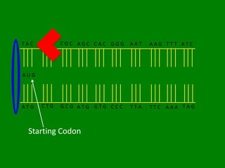 TAC   GAC   CGC AGC CAC GGG   AAT   AAG TTT ATC




AUG




ATG   CTG   GCG ATG GTG CCC   TTA   TTC AAA TAG



 Starting Codon
 