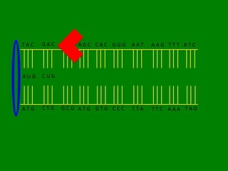 TAC   GAC   CGC AGC CAC GGG   AAT   AAG TTT ATC




AUG   CUG




ATG   CTG   GCG ATG GTG CCC   TTA   TTC AAA TAG
 