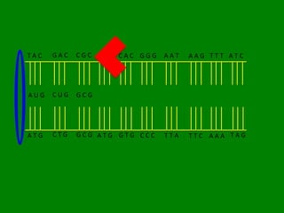 TAC   GAC   CGC AGC CAC GGG   AAT   AAG TTT ATC




AUG   CUG   GCG




ATG   CTG   GCG ATG GTG CCC   TTA   TTC AAA TAG
 