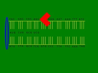 TAC   GAC   CGC AGC CAC GGG   AAT   AAG TTT ATC




AUG   CUG   GCG UCG




ATG   CTG   GCG TCG GTG CCC   TTA   TTC AAA TAG
 
