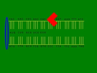 TAC   GAC   CGC AGC CAC GGG   AAT   AAG TTT ATC




AUG   CUG   GCG UCG GUG




ATG   CTG   GCG TCG GTG CCC   TTA   TTC AAA TAG
 